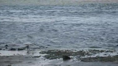 Doğanın zarafetini, Küçük Egret 'in (Egretta Garzetta) sahil şeridi boyunca avını takip ederken çektiği görüntülerle yakalayın. Güzel beyaz kuşun düşük gelgit sırasında sığ sularda ve çamurlu düzlüklerde dikkatle yürümesi, küçük balık ve kabukluları araması..