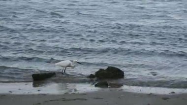 Doğanın zarafetini, Küçük Egret 'in (Egretta Garzetta) sahil şeridi boyunca avını takip ederken çektiği görüntülerle yakalayın. Güzel beyaz kuşun düşük gelgit sırasında sığ sularda ve çamurlu düzlüklerde dikkatle yürümesi, küçük balık ve kabukluları araması..
