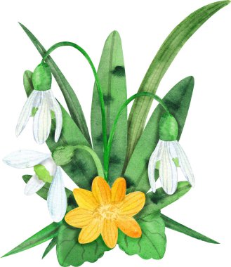 Bahar çiçekleri ve yaprakları suluboya seti. Kar damlaları ve erantiyonlar. Beyaz arkaplanda eski suluboya çiçekler