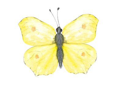 Limon otu kelebeğiyle suluboya çizimi. İzole edilmiş beyaz arka planda sarı kelebek. Kartpostallar, çocuk kitapları, çıkartmalar için Lepidoptera böcekleri