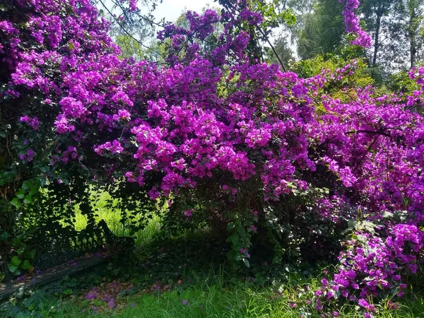 Paso Bosque Chapultepec — 스톡 사진