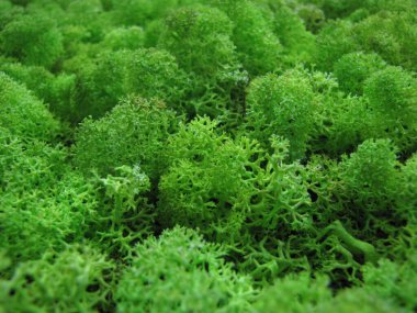 Yakından bakıldığında duvarda büyüyen yeşil taze yosun.