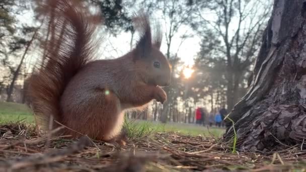 Pequeña Ardilla Roja Ensibilizándose Cerca Del Árbol Comiendo Nuez — Vídeo de stock