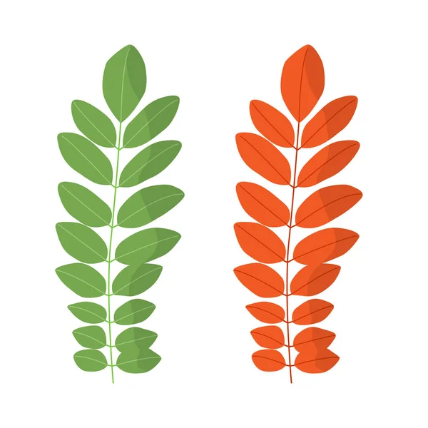 Hoja de acacia. Verde primavera y naranja otoño. Ilustración vectorial aislada sobre fondo blanco — Vector de stock