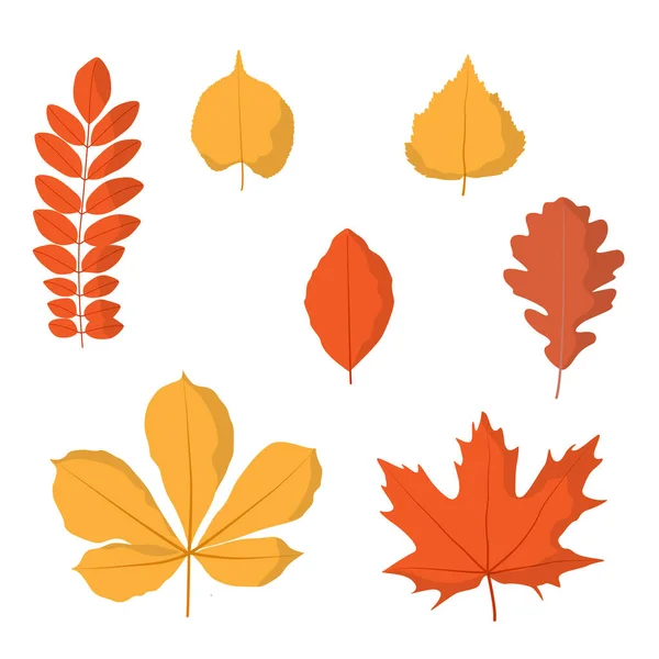 Conjunto de hojas de otoño. Ilustración vectorial, aislada en blanco, para la naturaleza, diseño ecológico y otoñal — Archivo Imágenes Vectoriales