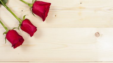 güzel kırmızı gül