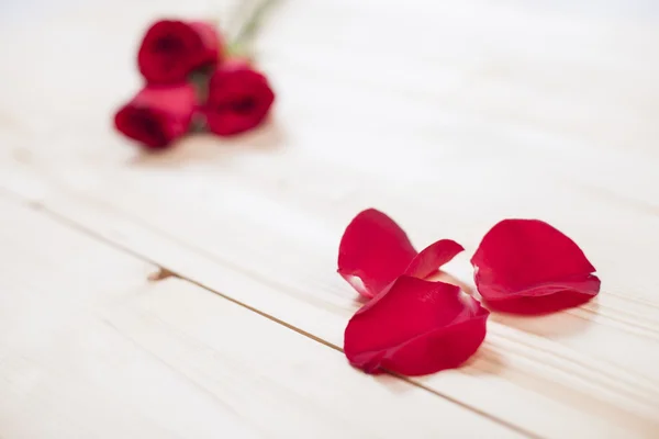 Belle rose rosse — Foto Stock