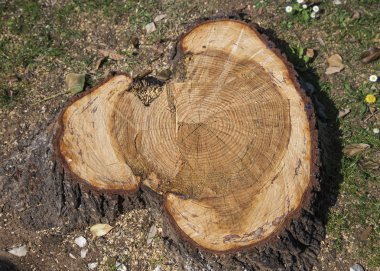 Old wooden stump