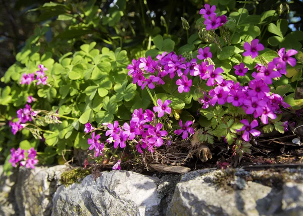 Spring Flowers Sunny Day — Stock Photo, Image