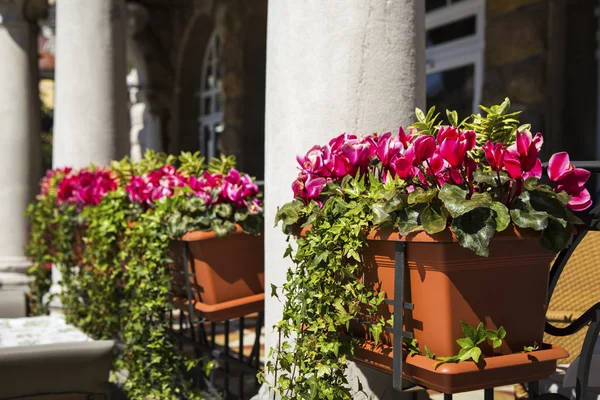 Spring Flowers Sunny Day — Stock Photo, Image