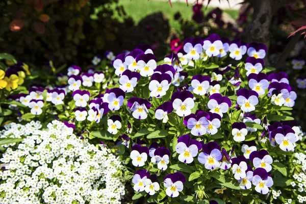 Spring Flowers Sunny Day — Stock Photo, Image