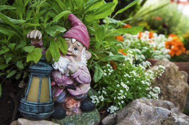 Bitkilerde Bahçe Gnome 