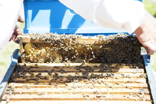 Imker kontrolliert Bienenstock und Bienen — Stockfoto