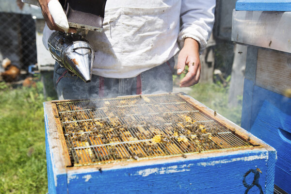 beekeeper fogging bees away from hive