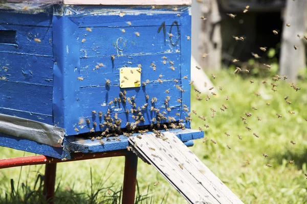 Бджолиний двір і бджоли — стокове фото