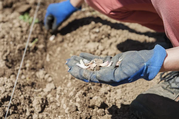 Primer Plano Mujer Plantando Ajo —  Fotos de Stock