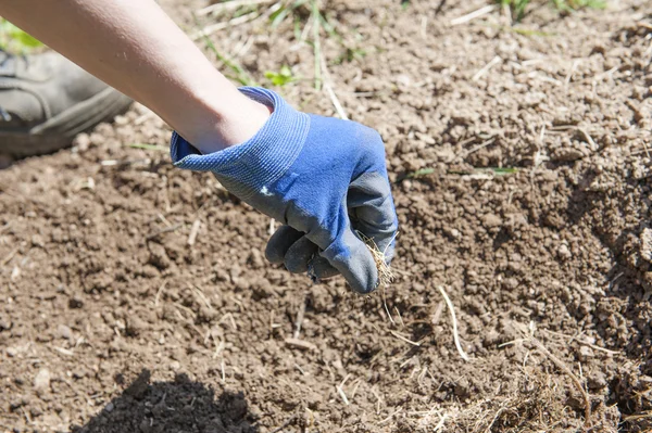 Plantering. Utsäde i hand — Stockfoto