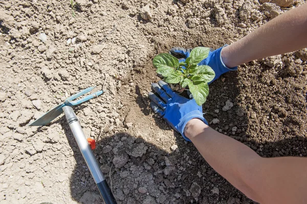 Plantas de patata en el suelo crece — Foto de Stock