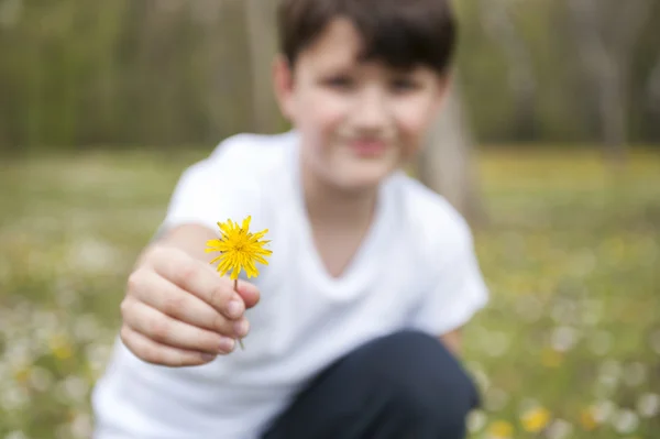 Kis fiú kínál virág — Stock Fotó