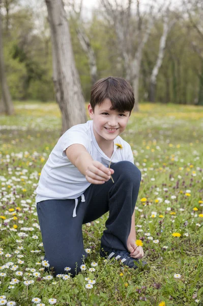 Liten gutt som tilbyr blomst – stockfoto