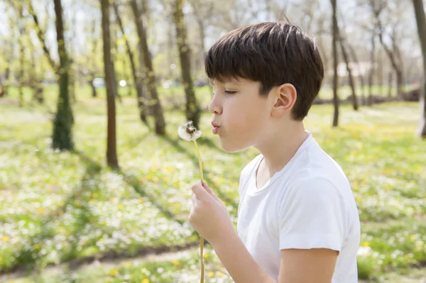 Little boy blowing dandelion — Stock Photo, Image