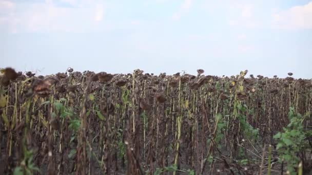 Sunflower field and Combine Harvester — Stock Video