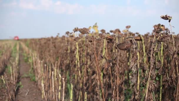 Τομέας ηλίανθων και Συνδυάστε Harvester — Αρχείο Βίντεο