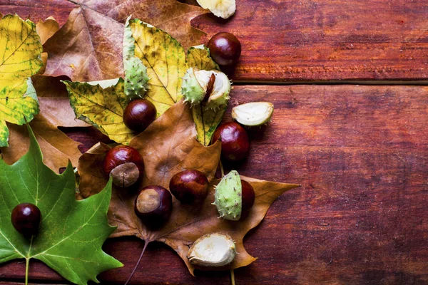 Барвисті листя на дерев'яній дошці — стокове фото
