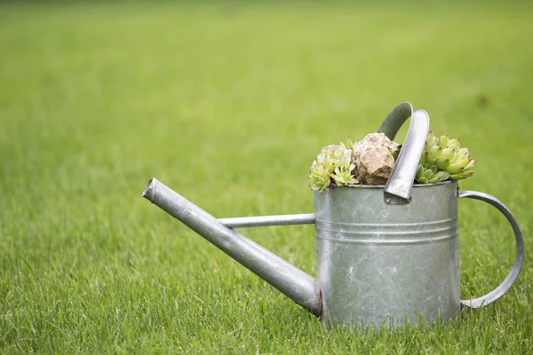 Metal vattenkanna med dekorativa kaktus på grönt gräs — Stockfoto