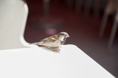 Serçe ayakta beyaz sandalye sırt