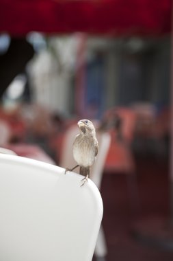 Serçe ayakta beyaz sandalye sırt