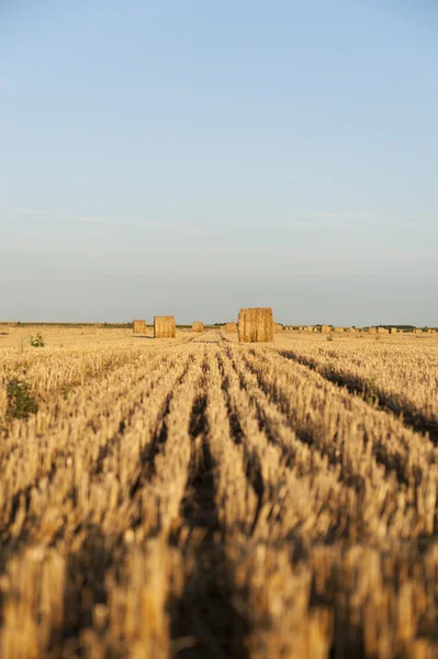 Campo com fardos de palha ao entardecer — Fotografia de Stock