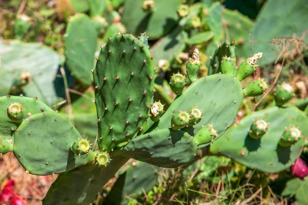Zblízka kaktus květ — Stock fotografie