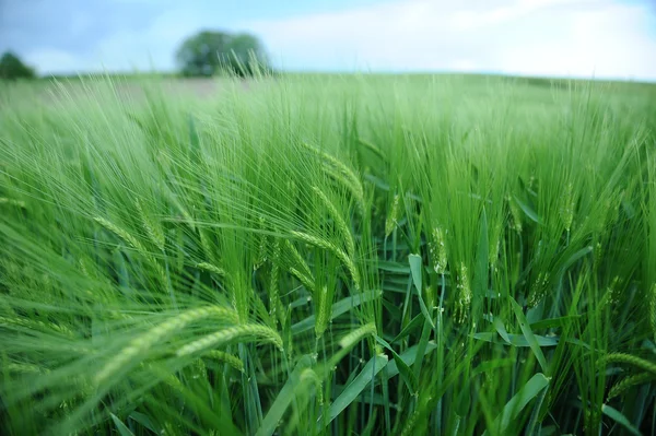 Campo verde de cebada — Foto de Stock