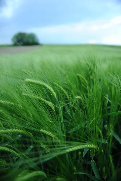 Campo verde de cebada — Foto de Stock