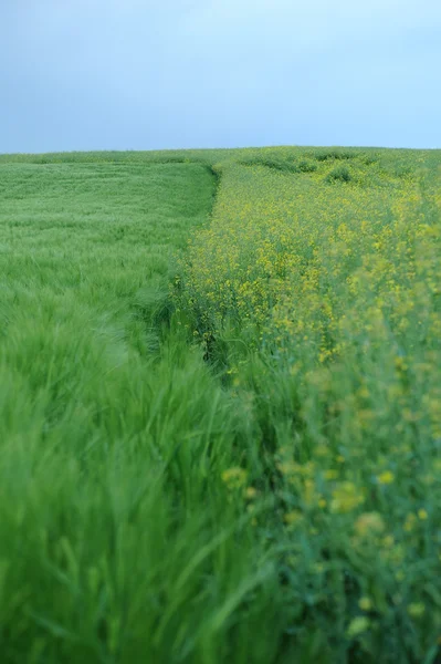 Campo verde di orzo — Foto Stock