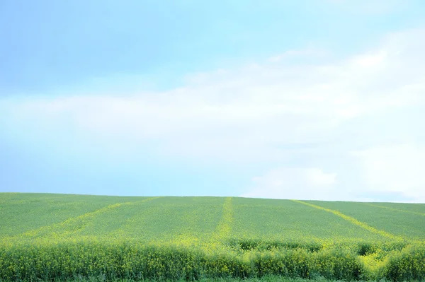 Campo verde di orzo — Foto Stock