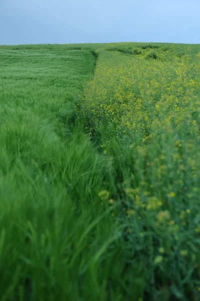 Campo verde di orzo — Foto Stock