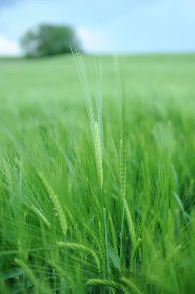 Campo verde de cebada — Foto de Stock