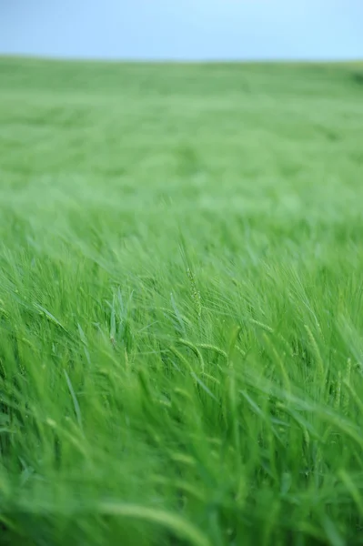 Campo verde de cebada — Foto de Stock