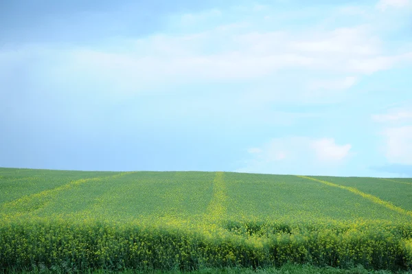 보리의 푸른 밭 — 스톡 사진