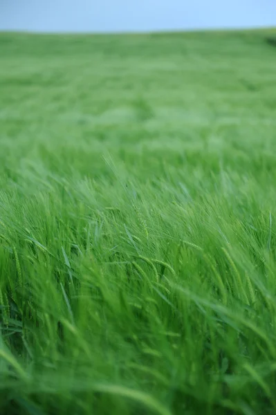 Campo verde de cebada — Foto de Stock