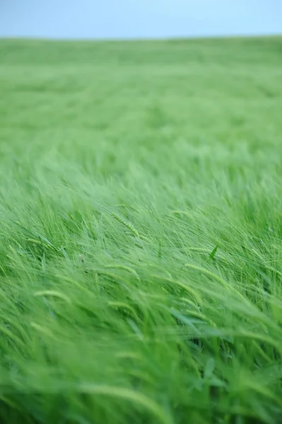 Зеленое поле ячменя — стоковое фото