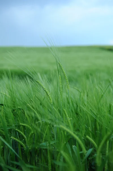 보리의 푸른 밭 — 스톡 사진