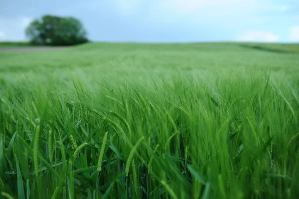 Зеленое поле ячменя — стоковое фото