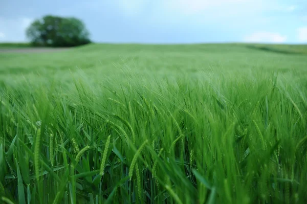 Campo verde di orzo — Foto Stock