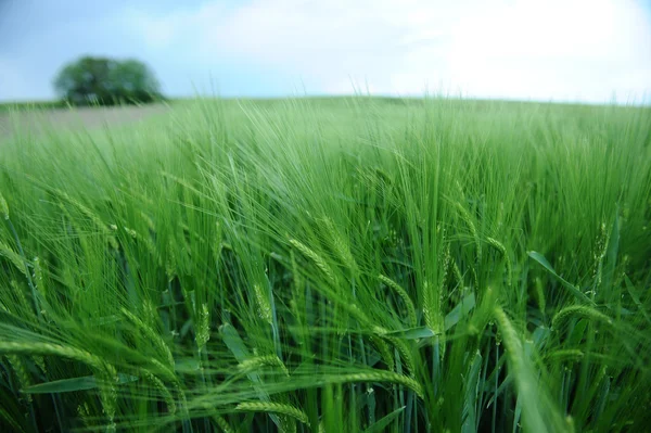 Grönt fält för korn — Stockfoto