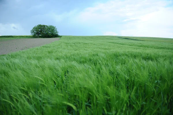 Campo verde di orzo — Foto Stock