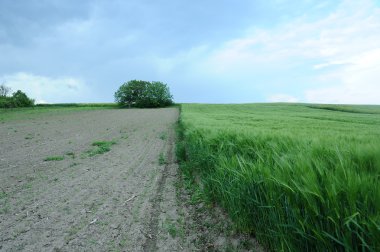 Yeşil arpa tarlası