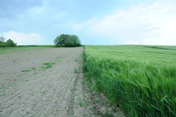 Campo verde di orzo — Foto Stock